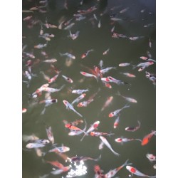 Poisson étang Mix poissons rouges 4-7cm